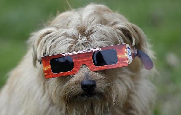 Glasses For Dogs