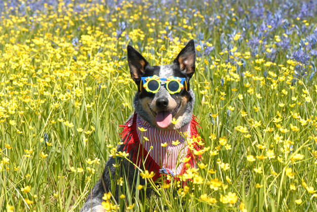 Eye, Sun, Protective Glasses For Dogs - Doggles