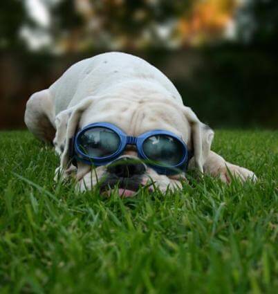 Eye, Sun, Protective Glasses For Dogs - Doggles