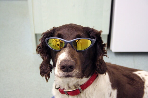 Eye, Sun, Protective Glasses For Dogs - Doggles