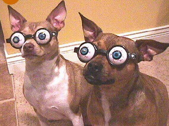 Eye, Sun, Protective Glasses For Dogs - Doggles