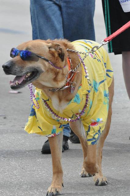 Eye, Sun, Protective Glasses For Dogs - Doggles