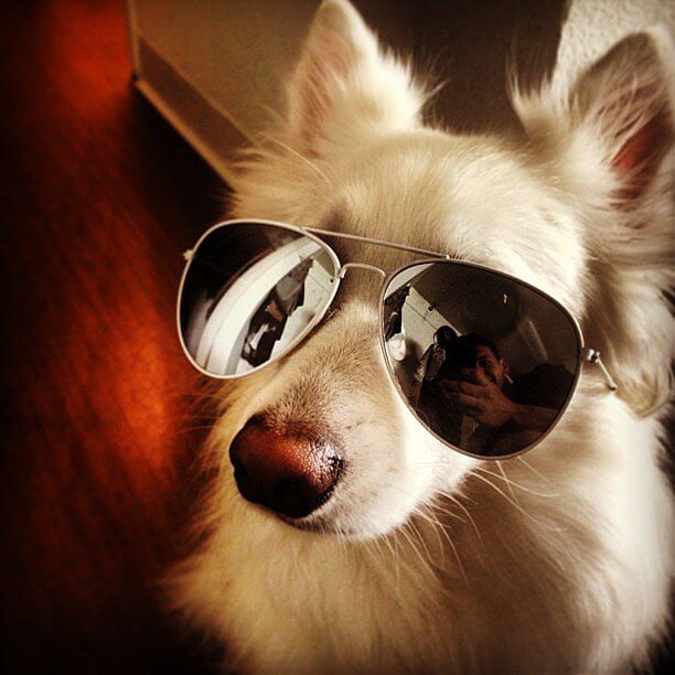 Eye, Sun, Protective Glasses For Dogs - Doggles