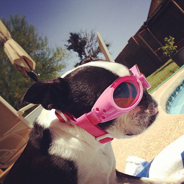 Eye, Sun, Protective Glasses For Dogs - Doggles