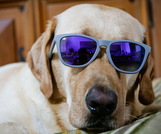 Eye, Sun, Protective Glasses For Dogs - Doggles