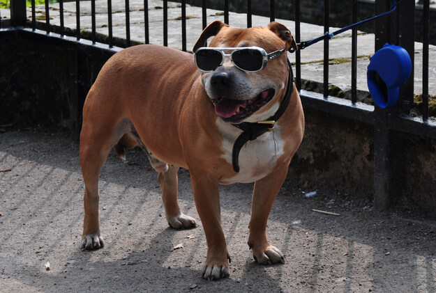 Eye, Sun, Protective Glasses For Dogs - Doggles