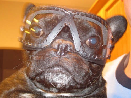 Eye, Sun, Protective Glasses For Dogs - Doggles