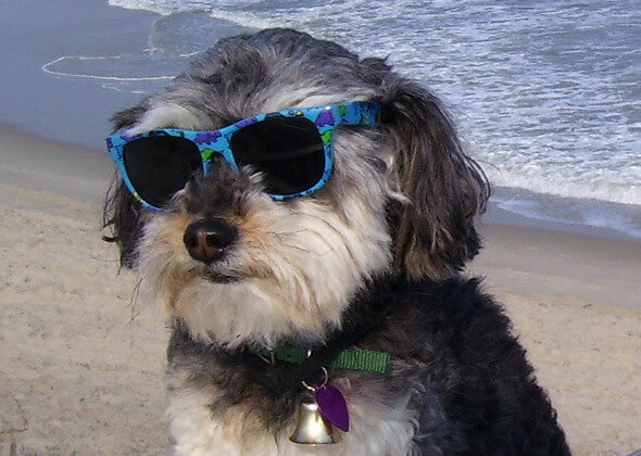 Eye, Sun, Protective Glasses For Dogs - Doggles