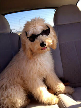 Eye, Sun, Protective Glasses For Dogs - Doggles