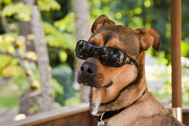 Eye, Sun, Protective Glasses For Dogs - Doggles