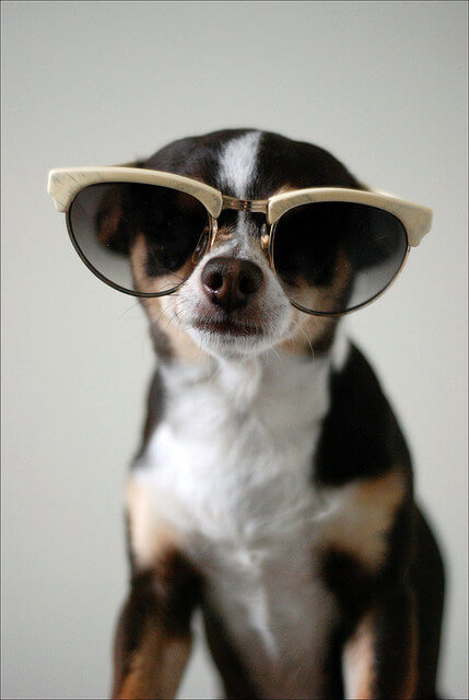 SunGlasses For Dogs