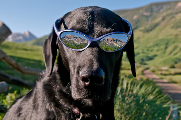 Eye, Sun, Protective Glasses For Dogs - Doggles