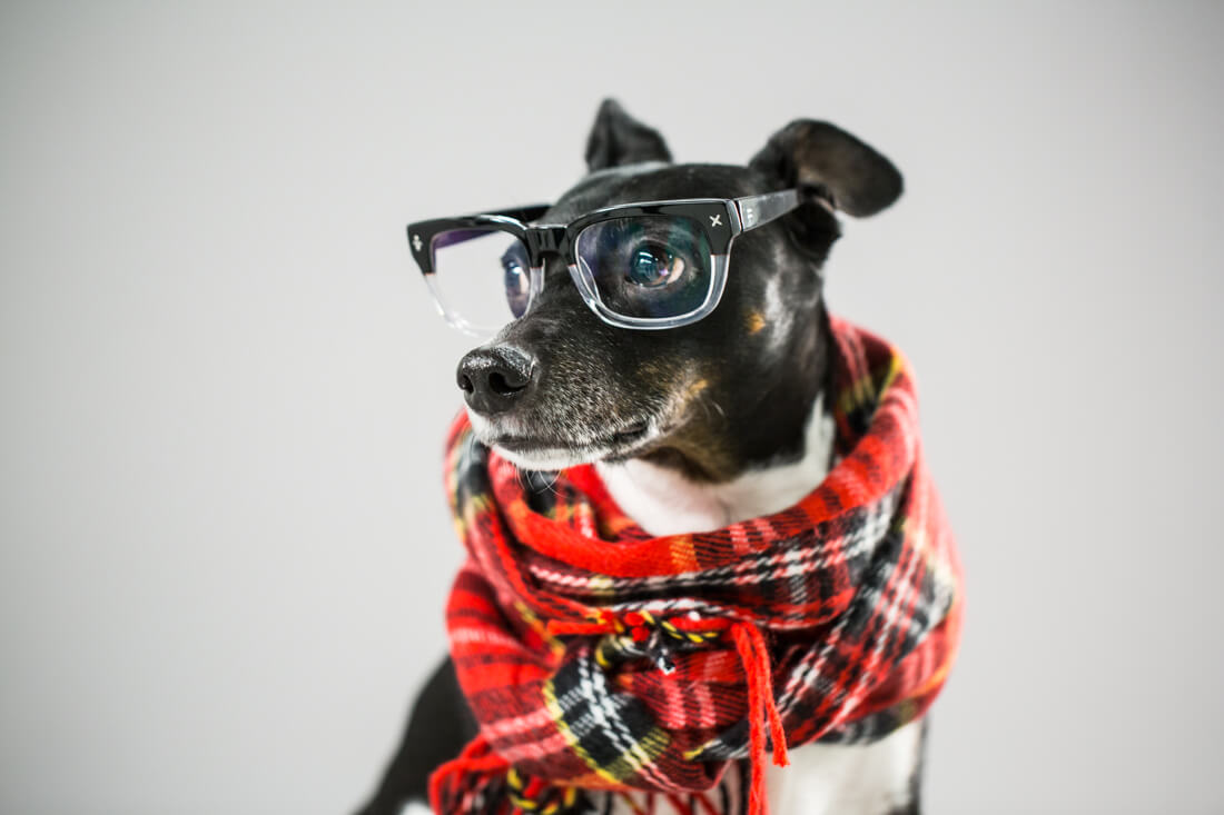 Eye, Sun, Protective Glasses For Dogs - Doggles