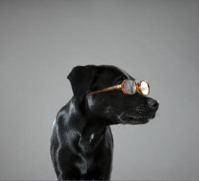 Doggles - Glasses For Dogs