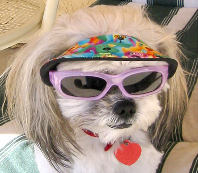 Dog Glasses