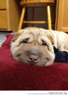 smiling dogs, dogs smile