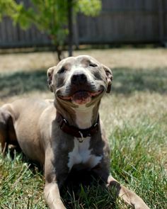 smiling dogs, dogs smile