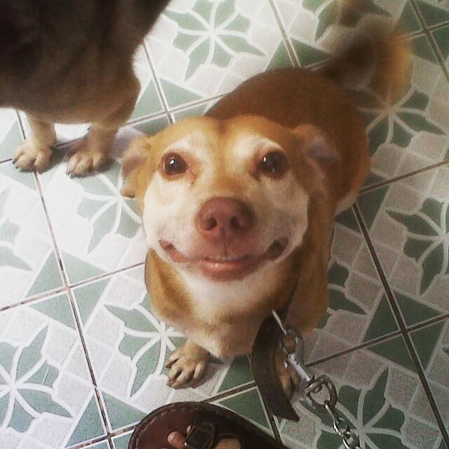 smiling dogs, dogs smile