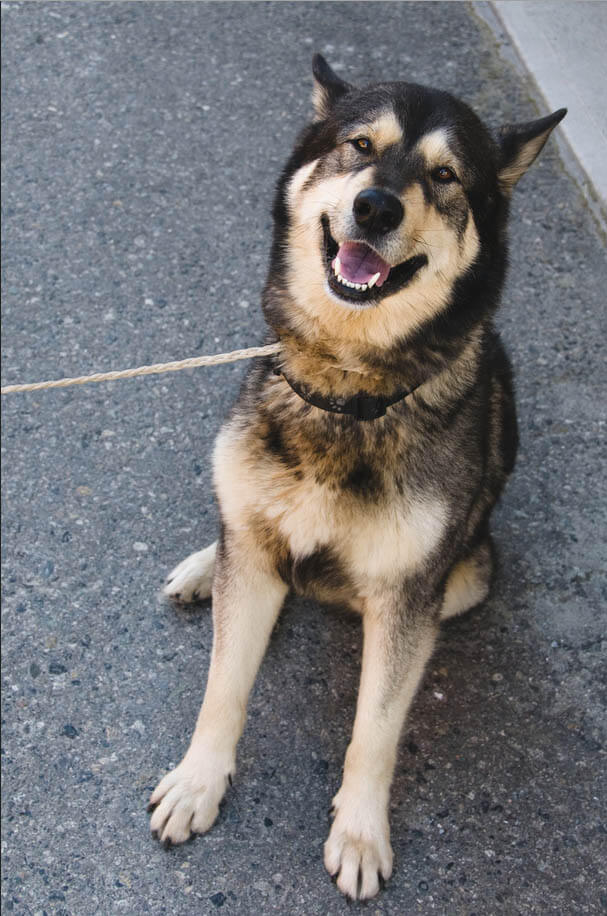 smiling dogs, dogs smile