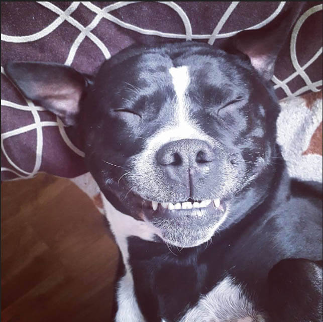 smiling dogs, dogs smile