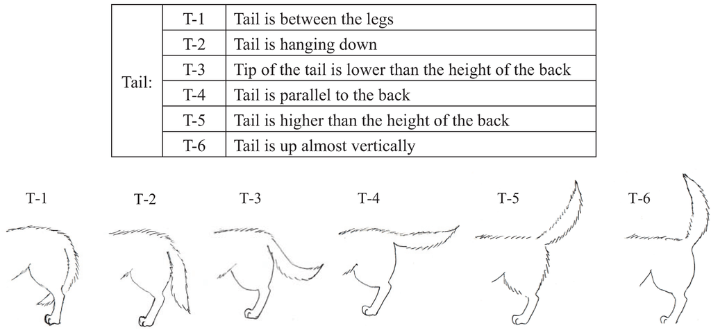 DOG TAIL MEANING