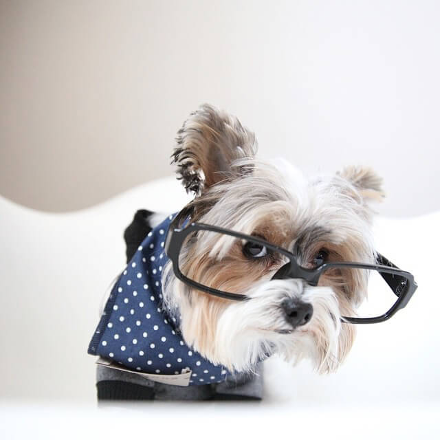 Glasses For Dogs