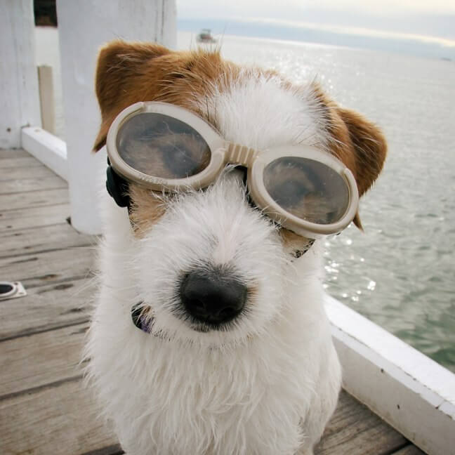 Doggles X-Small K9 Optix Sunglasses for Dogs Smoke Lens Silver Frame 