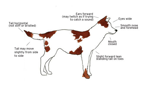 Dog Gestures, Languages, Communicate with a Dog