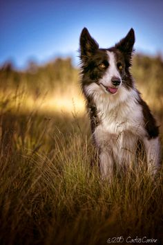 Dog Race, Fastest Dog Breeds, Speed of Dogs