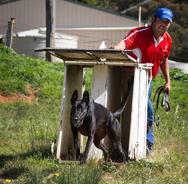 Dog Race, Fastest Dog Breeds, Speed of Dogs