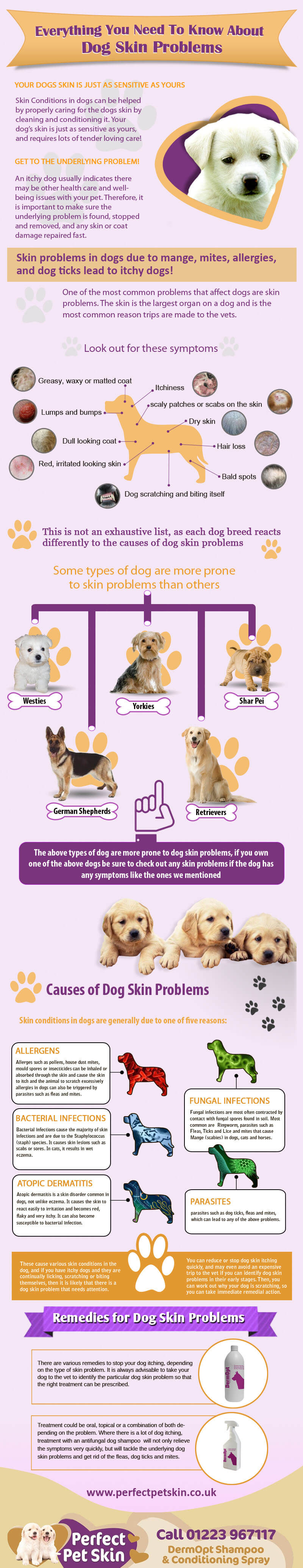 dog and puppy skin infograms, infographics - PRESS TO SEE A FULL SIZE!