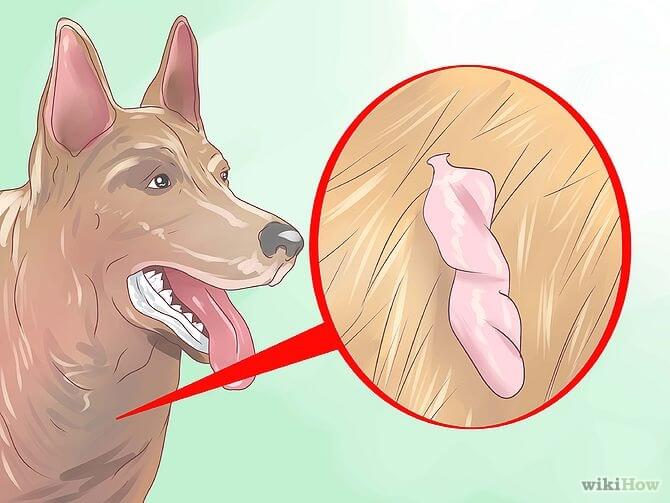 DOG SKIN ATOPIC DERMATITIS, SHAR PEI SKIN DERMATITIS, PUPPY SKIN PROBLEMS, CANINE SKIN DISORDERS