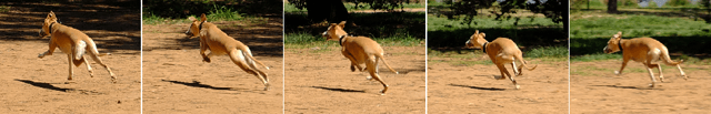 How Fast Dog can Run? Speed of the Dog