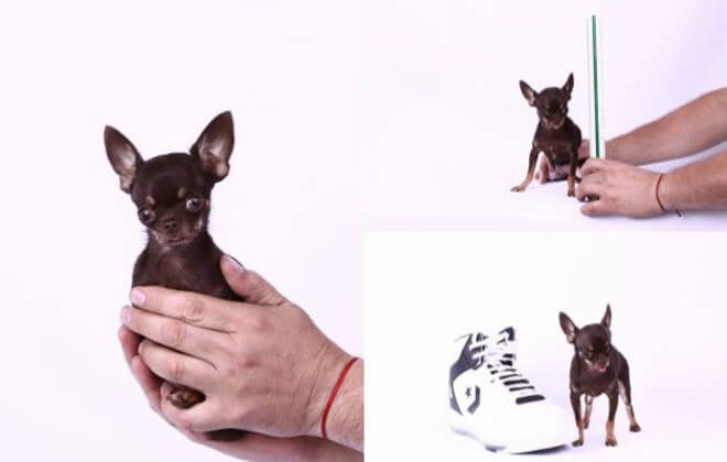 The Smallest Dog on The Earth