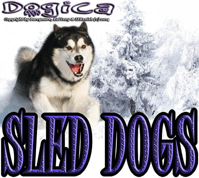 Sled Dog Race History and Origins