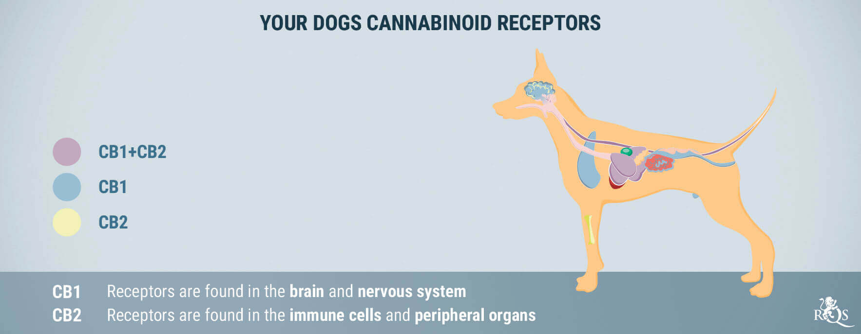Can Dogs Get High? How to Tell If Your Dog Ate Weed?