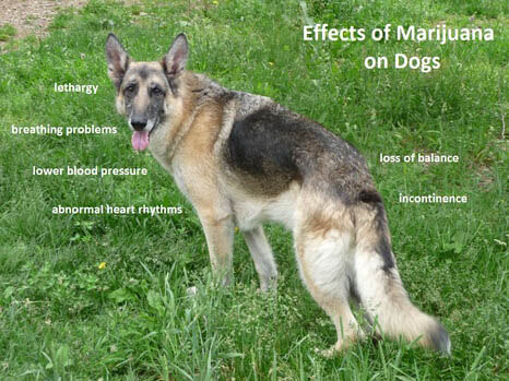 Should I Consider Using Medical Marijuana for My Dog?