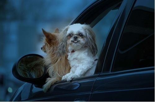 dog in car, dogs and cars