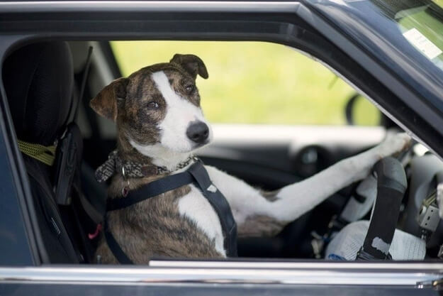 dog in car, dogs and cars