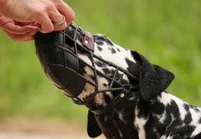 Dog Muzzle Types, Sizes, Uses, Prices - Buy Online Dog Muzzle