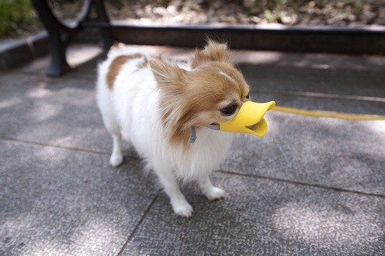 Dog Muzzles