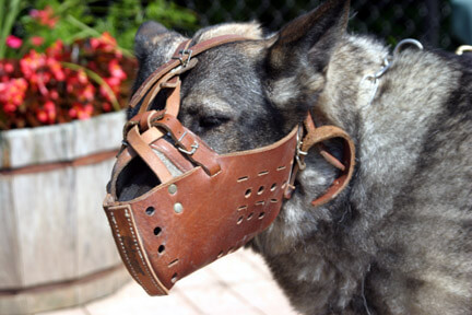 Not Recommended Dog Muzzle