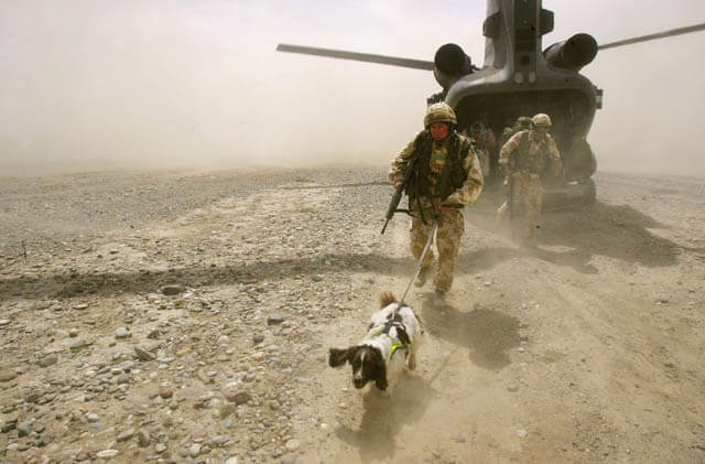 HISTORY OF MILITARY, ARMY & WARFARE DOGS - This photo by Gettyimages