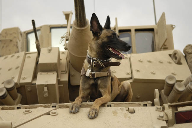 THE DIVERSITY OF WAR DOGS