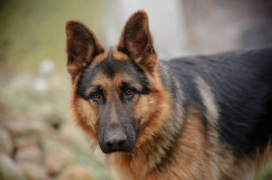 MILITARY DOGS BREEDS LIST - THIS PHOTO COURTESY OF Shutterstock