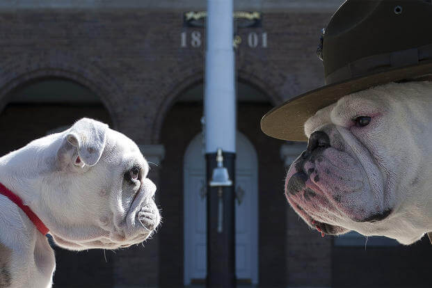MILITARY DOGS RETIREMENT: ADOPTION, RESCUE & SUPPORT - Washington District of Columbia United States - Sgt. Chesty XIII, official mascot of the U.S. Marine Corps, right, stares down his successor Recruit Chesty, left, during training at Marine Barracks Washington, D.C., March 20, 2013. (U.S. Marine Corps/Dengrier Baez)