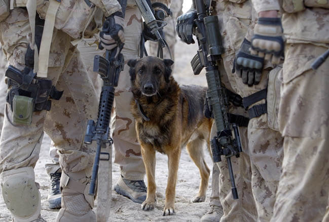 HISTORY OF MILITARY, ARMY & WARFARE DOGS