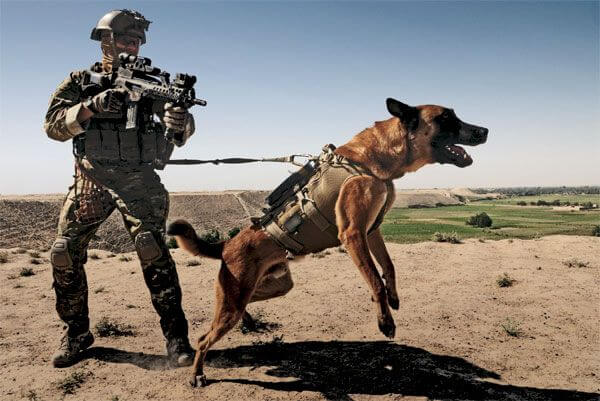 MILITARY DOGS RETIREMENT: ADOPTION, RESCUE & SUPPORT