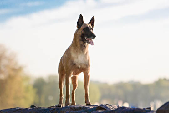 MILITARY DOGS BREEDS LIST - THIS PHOTO COURTESY OF Shutterstock