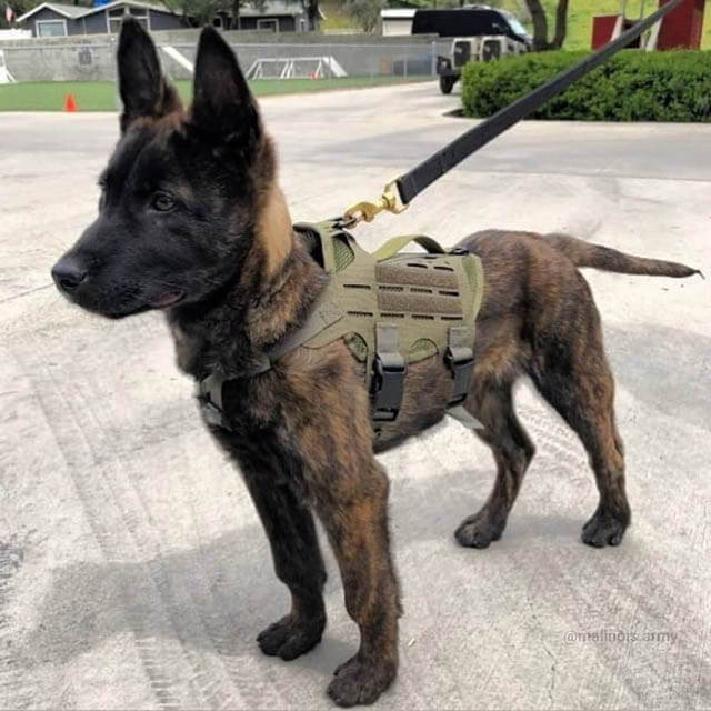 CANINES IN COMBAT WORLDWIDE